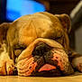Tommy a rejoint le concours — aidez-le/la à gagner de superbes lots ! animal, boxer, bulldog, canine, computerhardware, dog, electronics, frenchbulldog, hardware, indoors, interiordesign, monitor, person, pet, pitbull, puppy, screen, sleeping, snout, tv