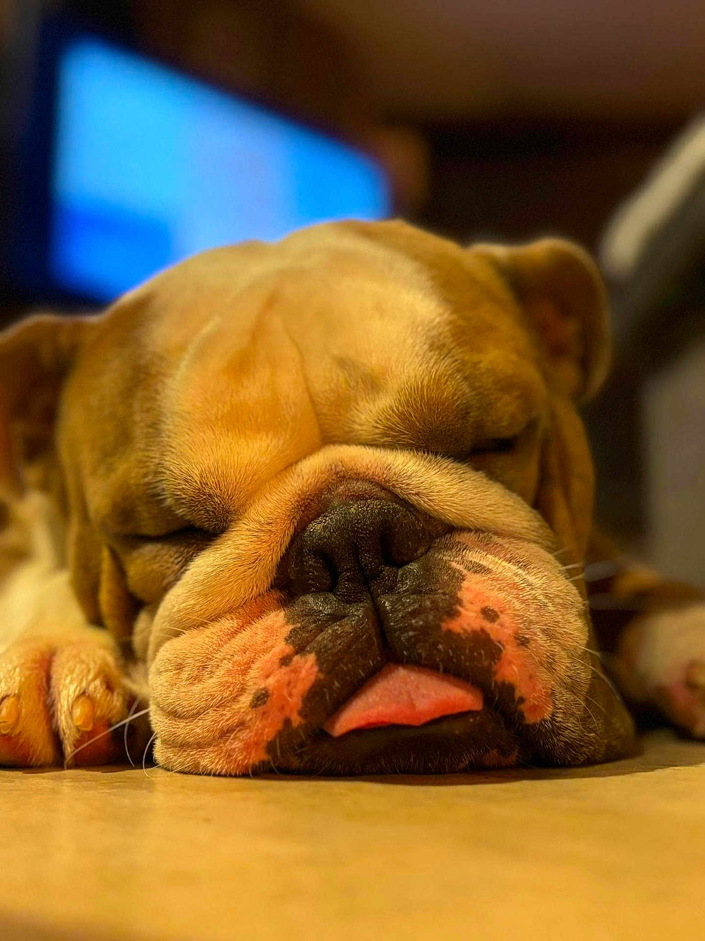 Tommy a rejoint le concours — aidez-le/la à gagner de superbes lots ! animal, boxer, bulldog, canine, computerhardware, dog, electronics, frenchbulldog, hardware, indoors, interiordesign, monitor, person, pet, pitbull, puppy, screen, sleeping, snout, tv