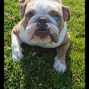 Tommy a rejoint le concours — aidez-le/la à gagner de superbes lots ! animal, bostonbull, boxer, bulldog, canine, dog, field, frenchbulldog, grass, grassland, lawn, nature, outdoors, pet, pitbull, plant, puppy, whitedog