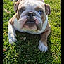 animal, bostonbull, boxer, bulldog, canine, dog, field, frenchbulldog, grass, grassland, lawn, nature, outdoors, pet, pitbull, plant, puppy, whitedog