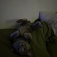 Pennie is registered to the contest to win money with this photo: cat, gray_cat, upside_down, pet, animal, indoor, blanket, green_blanket, cozy, cute, fur, whiskers, ears, paws, relaxed, looking, eyes, resting, home, soft