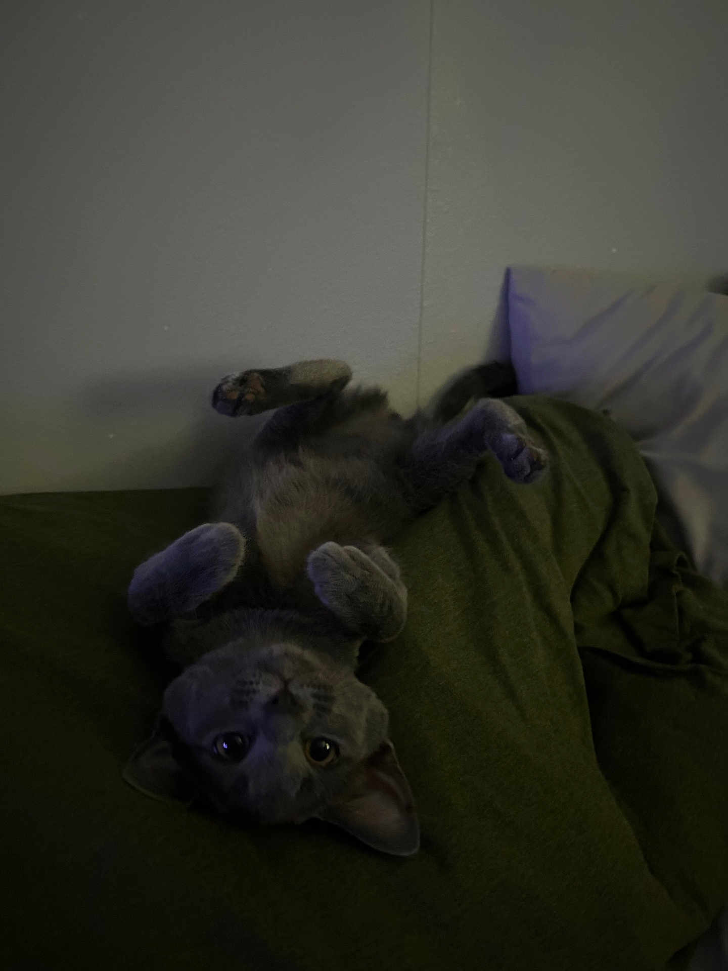 Pennie is registered to the contest to win money with this photo: cat, gray_cat, upside_down, pet, animal, indoor, blanket, green_blanket, cozy, cute, fur, whiskers, ears, paws, relaxed, looking, eyes, resting, home, soft