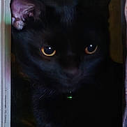 Sirrobert Wellington joined the competition — help win amazing prizes! black_cat, cat, animal, pet, feline, amber_eyes, doorway, door, curtain, indoor, home, wood_floor, dark, shadow, portrait, standing, peeking, mysterious, dramatic_lighting, close_up
