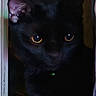 black_cat, cat, animal, pet, feline, amber_eyes, doorway, door, curtain, indoor, home, wood_floor, dark, shadow, portrait, standing, peeking, mysterious, dramatic_lighting, close_up