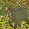 Sirrobert Wellington joined the competition — help win amazing prizes! cat, black_cat, animal, pet, sitting, outdoors, grass, meadow, nature, wildflowers, pink_flower, sunlight, sunlit, backlighting, whiskers, ears, feline, fur, garden, portrait