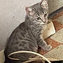 cat, kitten, gray_tabby, indoor, floor, tile_floor, cables, wall, pet, animal, curious, young_cat, sitting, looking, domestic_cat, feline, small, cute, fur, ears