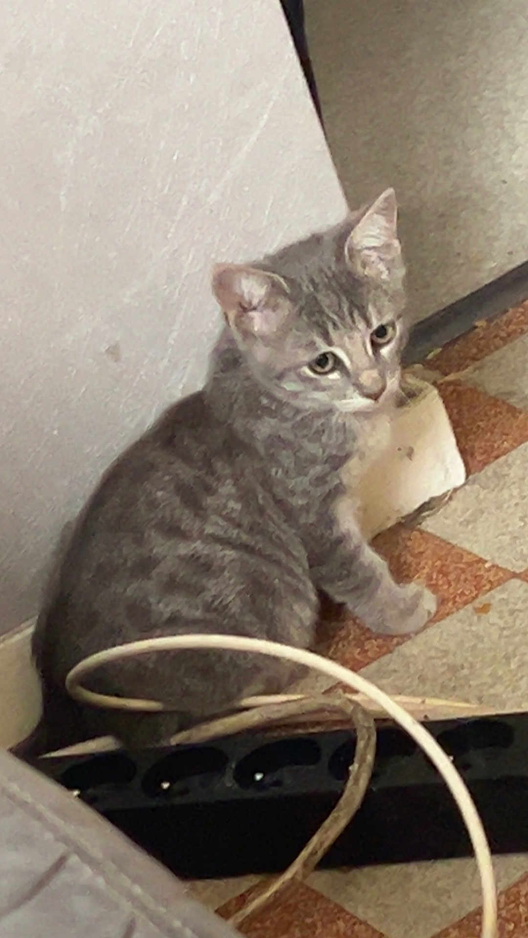 Monya participe au concours pour gagner de l'argent avec cette photo : cat, kitten, gray_tabby, indoor, floor, tile_floor, cables, wall, pet, animal, curious, young_cat, sitting, looking, domestic_cat, feline, small, cute, fur, ears