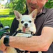 Gus a rejoint le concours — aidez-le/la à gagner de superbes lots ! bracelet, casual_clothing, chihuahua, daylight, dog, greenery, happy, holding, man, nature, outdoor, park, pet, portrait, small_dog, smiling, sunglasses, sunlight, tongue_out, watch