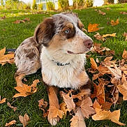 Bandit Jones joined the competition — help win amazing prizes! dog, australian_shepherd, grass, autumn_leaves, outdoor, pet, animal, fur, blue_eyes, collar, nature, leaf, fall, canine, laying, side_view, daylight, park, cute, mammal