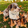 dog, australian_shepherd, grass, autumn_leaves, outdoor, pet, animal, fur, blue_eyes, collar, nature, leaf, fall, canine, laying, side_view, daylight, park, cute, mammal
