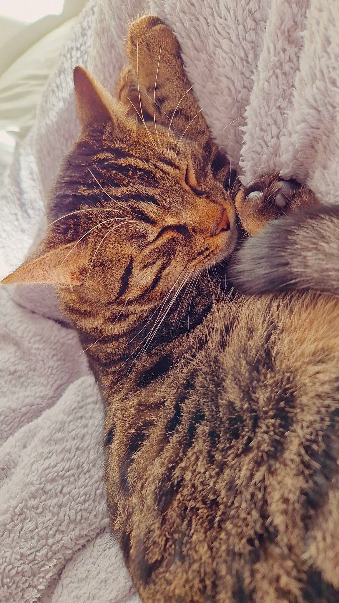 Scouby a rejoint le concours — aidez-le/la à gagner de superbes lots ! carnivore, cat, claw, close_up, comfort, domestic_short_haired_cat, eye, fawn, felidae, fur, grass, nap, paw, small_to_medium_sized_cats, snout, tail, terrestrial_animal, whiskers, wildlife