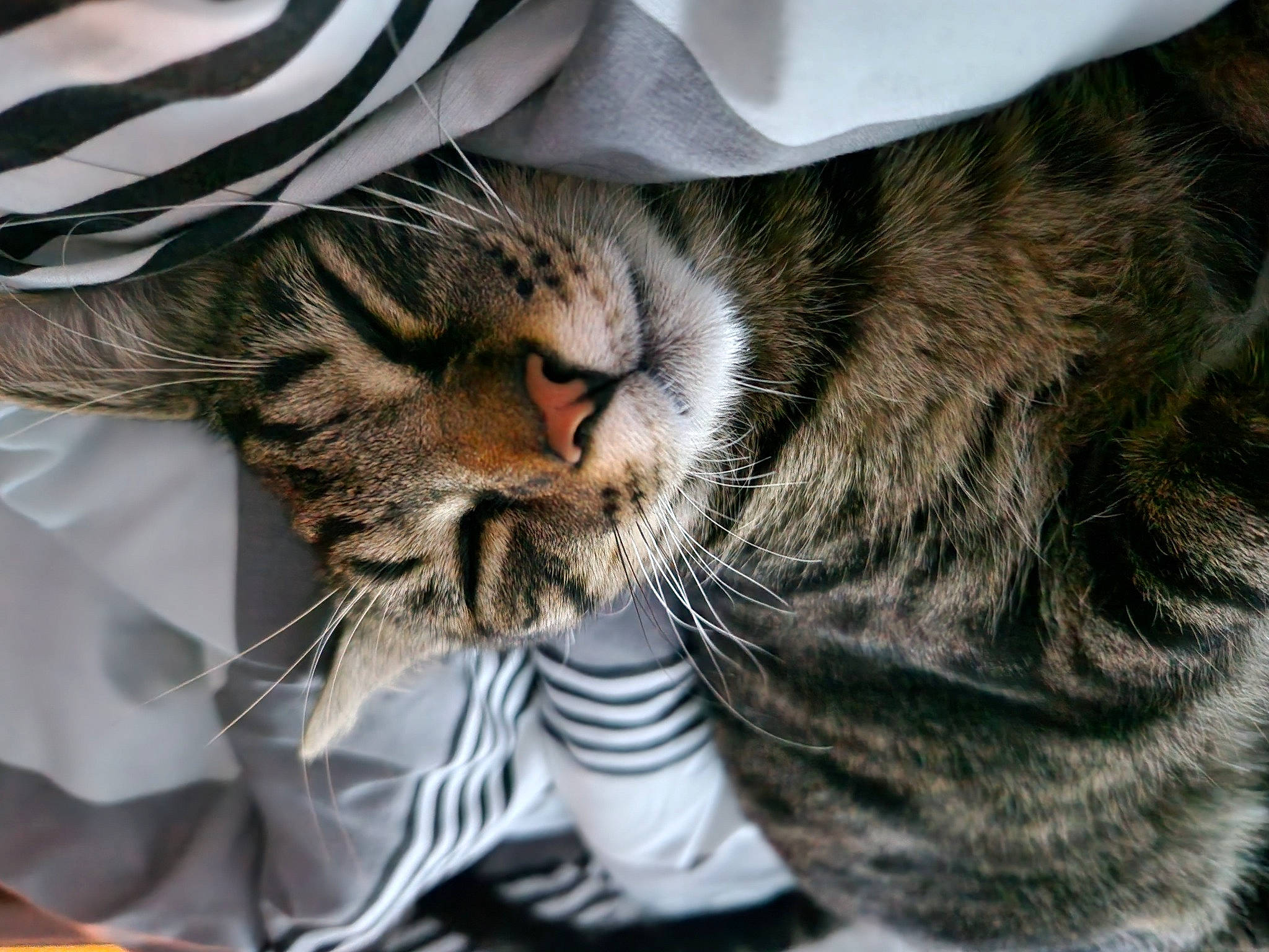 Scouby a rejoint le concours — aidez-le/la à gagner de superbes lots ! carnivore, cat, claw, close_up, comfort, domestic_short_haired_cat, ear, fawn, felidae, fur, mammal, nap, paw, small_to_medium_sized_cats, snout, terrestrial_animal, vertebrate, whiskers, wildlife