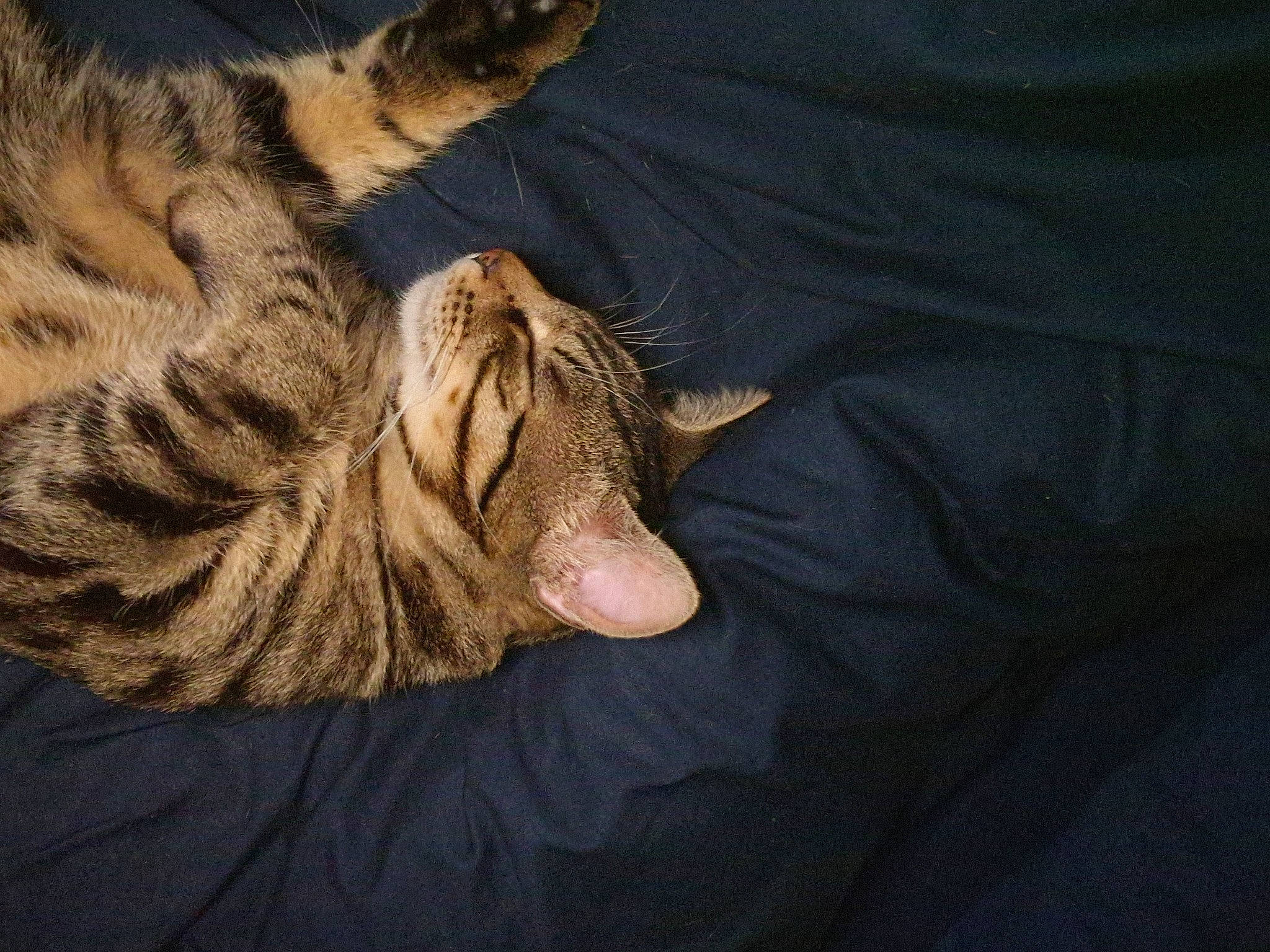 Scouby participe au concours pour gagner de l'argent avec cette photo : big_cats, carnivore, cat, comfort, domestic_short_haired_cat, fawn, felidae, foot, fur, human_leg, nap, paw, small_to_medium_sized_cats, snout, tail, terrestrial_animal, whiskers, wildlife, wood, wrinkle