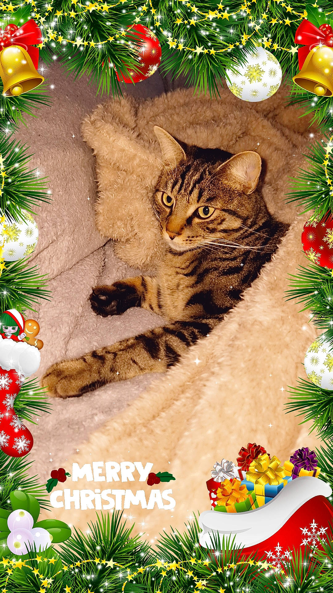 Scouby a rejoint le concours — aidez-le/la à gagner de superbes lots ! carnivore, cat, christmas_decoration, christmas_eve, christmas_ornament, christmas_tree, conifer, event, evergreen, fawn, felidae, grass, greeting, holiday, holiday_ornament, nature, ornament, small_to_medium_sized_cats, terrestrial_animal, whiskers