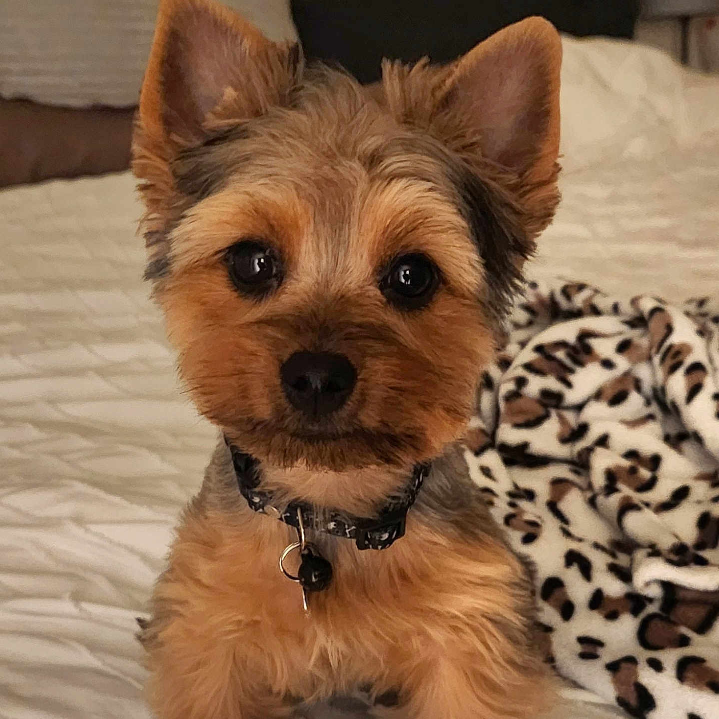 Chico is registered to the contest to win money with this photo: animal, bed, bedroom, blanket, canine, cat, couch, cushion, dog, furniture, homedecor, indoors, interiordesign, kitten, pet, pillow, puppy, quilt, room, terrier