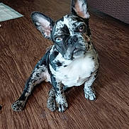 Mugsie is registered to the contest to win money with this photo: animal, brindle, canine, companion, cute, dog, domestic_animal, ears_up, floor, french_bulldog, friendly, head_tilt, indoor, looking_at_camera, pet, puppy, sitting, small_dog, wooden_floor, young_dog