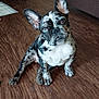 animal, brindle, canine, companion, cute, dog, domestic_animal, ears_up, floor, french_bulldog, friendly, head_tilt, indoor, looking_at_camera, pet, puppy, sitting, small_dog, wooden_floor, young_dog