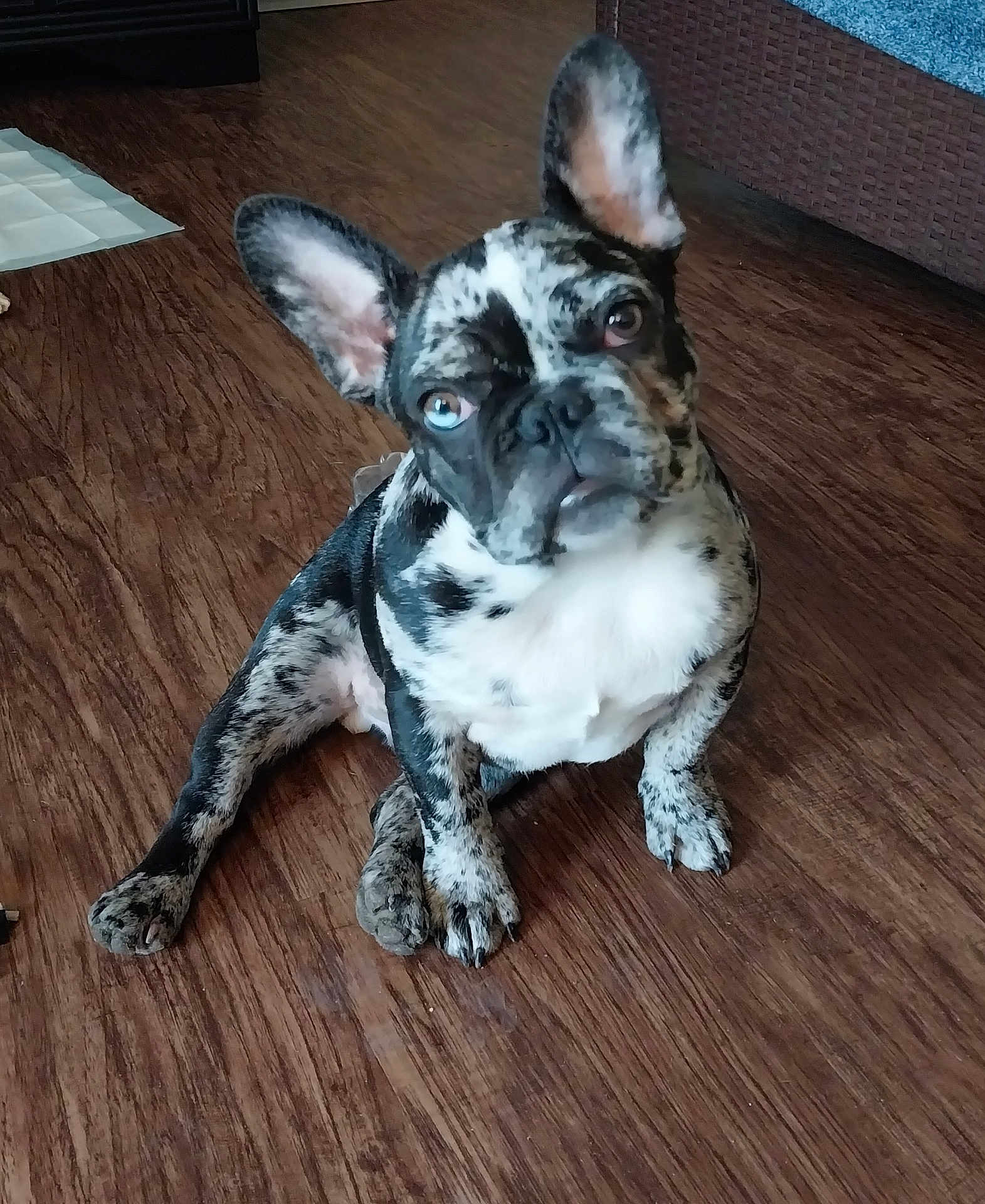 Mugsie is registered to the contest to win money with this photo: animal, brindle, canine, companion, cute, dog, domestic_animal, ears_up, floor, french_bulldog, friendly, head_tilt, indoor, looking_at_camera, pet, puppy, sitting, small_dog, wooden_floor, young_dog