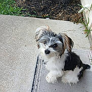 Duke joined the competition — help win amazing prizes! dog, puppy, black_and_white, fluffy, outdoor, grass, mulch, porch, concrete, pet, cute, small_dog, sitting, looking_up, ears, fur, animal, companion, friendly, adorable