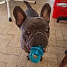 blue, canine, close_up, dog, ears, eyes, face, french_bulldog, funny, furniture, home, indoor, mouth, nose, pacifier, pet, portrait, puppy, tile_floor, toy