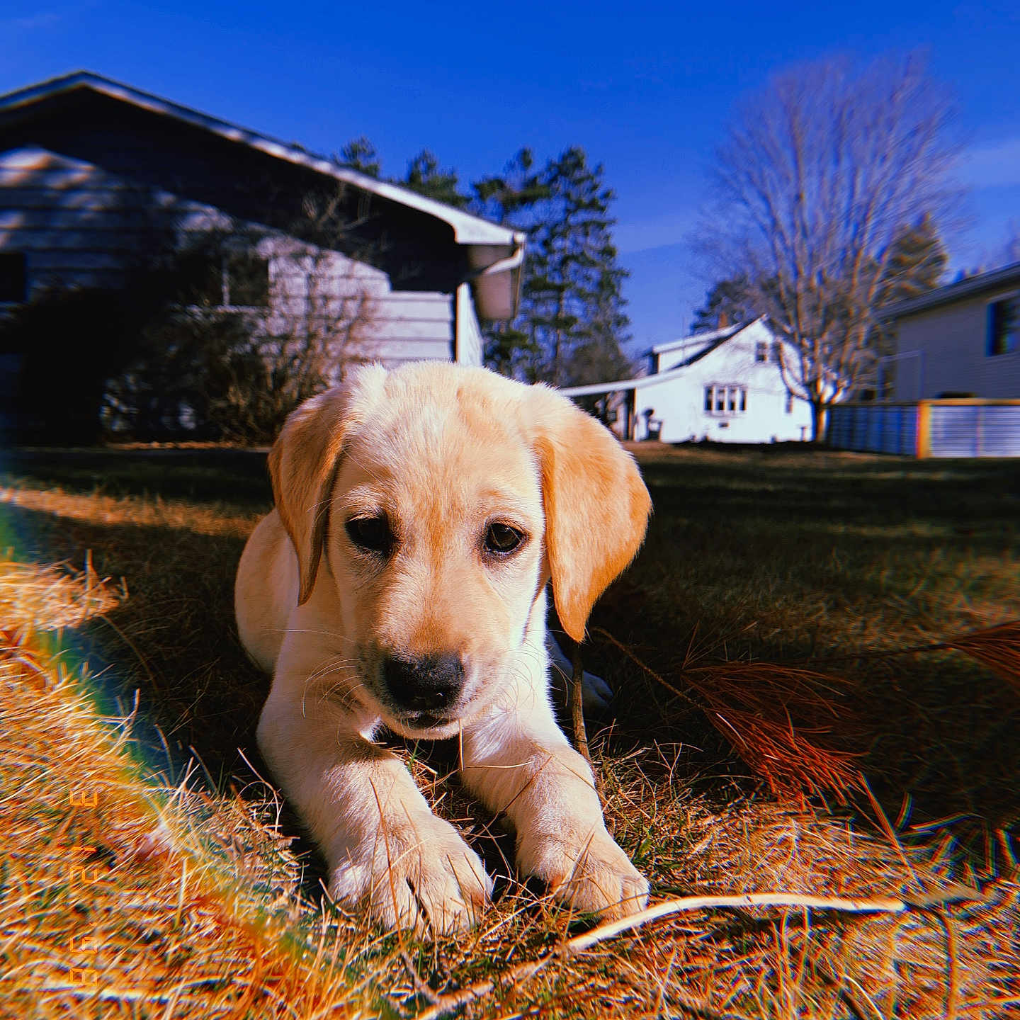 Miller joined the competition — help win amazing prizes! animal, architecture, building, canine, countryside, dog, goldenretriever, grass, hound, hut, labradorretriever, nature, outdoors, person, pet, plant, puppy, rural, shelter, straw