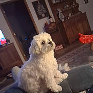 Willow is registered to the contest to win money with this photo: dog, white_dog, pet, indoor, living_room, furniture, carpet, wooden_cabinet, person, footwear, sitting, cozy, curious, fluffy, domestic_animal, home_decor, relaxing, toy, orange_socks, leg