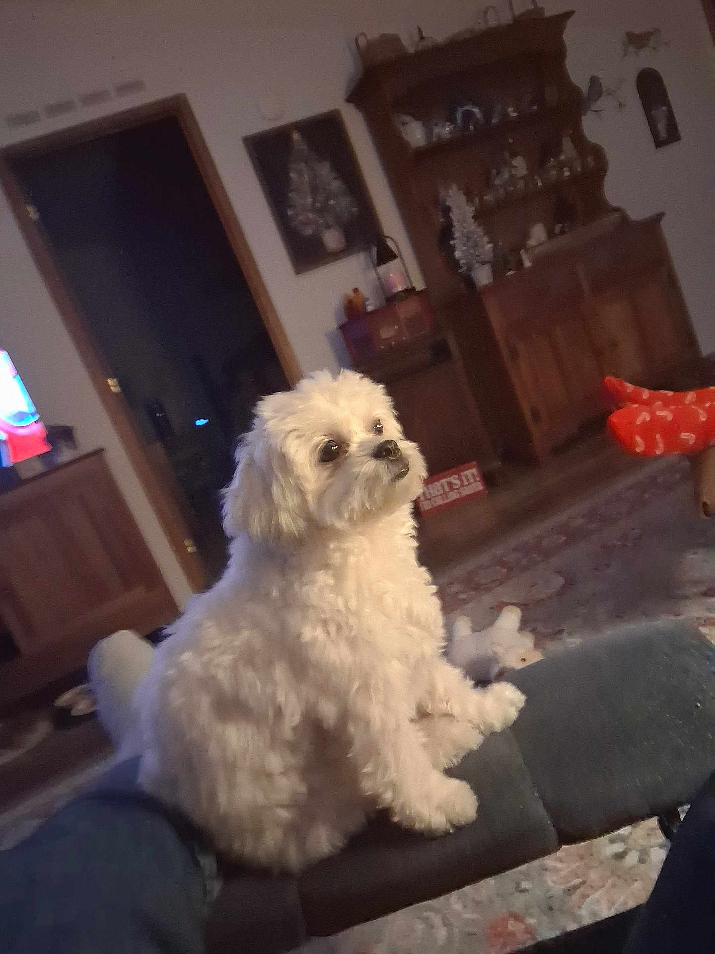 Willow is registered to the contest to win money with this photo: dog, white_dog, pet, indoor, living_room, furniture, carpet, wooden_cabinet, person, footwear, sitting, cozy, curious, fluffy, domestic_animal, home_decor, relaxing, toy, orange_socks, leg