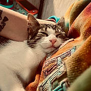 Belle is registered to the contest to win money with this photo: arm, blanket, cat, closeup, colorful, comfort, cozy, fur, indoor, pattern, pet, pink_nose, relaxation, resting, sleeping, soft_light, tattoo, texture, warm_colors, whiskers