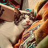 arm, blanket, cat, closeup, colorful, comfort, cozy, fur, indoor, pattern, pet, pink_nose, relaxation, resting, sleeping, soft_light, tattoo, texture, warm_colors, whiskers