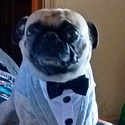 Hank is registered to the contest to win money with this photo: dog, pug, pet, animal, tuxedo, bow_tie, formalwear, white_shirt, portrait, sitting, indoors, wrinkles, short_muzzle, black_and_white, clothing, button, furniture, blanket, close_up, funny