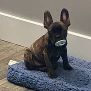 Jewels is registered to the contest to win money with this photo: puppy, dog, brindle, pacifier, blue_mat, floor, wall, indoor, pet, cute, sitting, small, young, animal, ears_up, domestic, furry, companion, adorable, resting