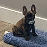 puppy, dog, brindle, pacifier, blue_mat, floor, wall, indoor, pet, cute, sitting, small, young, animal, ears_up, domestic, furry, companion, adorable, resting