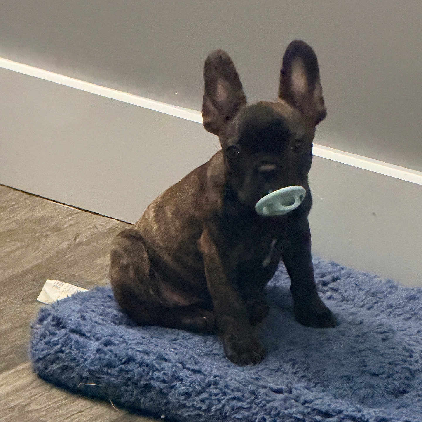 Jewels is registered to the contest to win money with this photo: puppy, dog, brindle, pacifier, blue_mat, floor, wall, indoor, pet, cute, sitting, small, young, animal, ears_up, domestic, furry, companion, adorable, resting