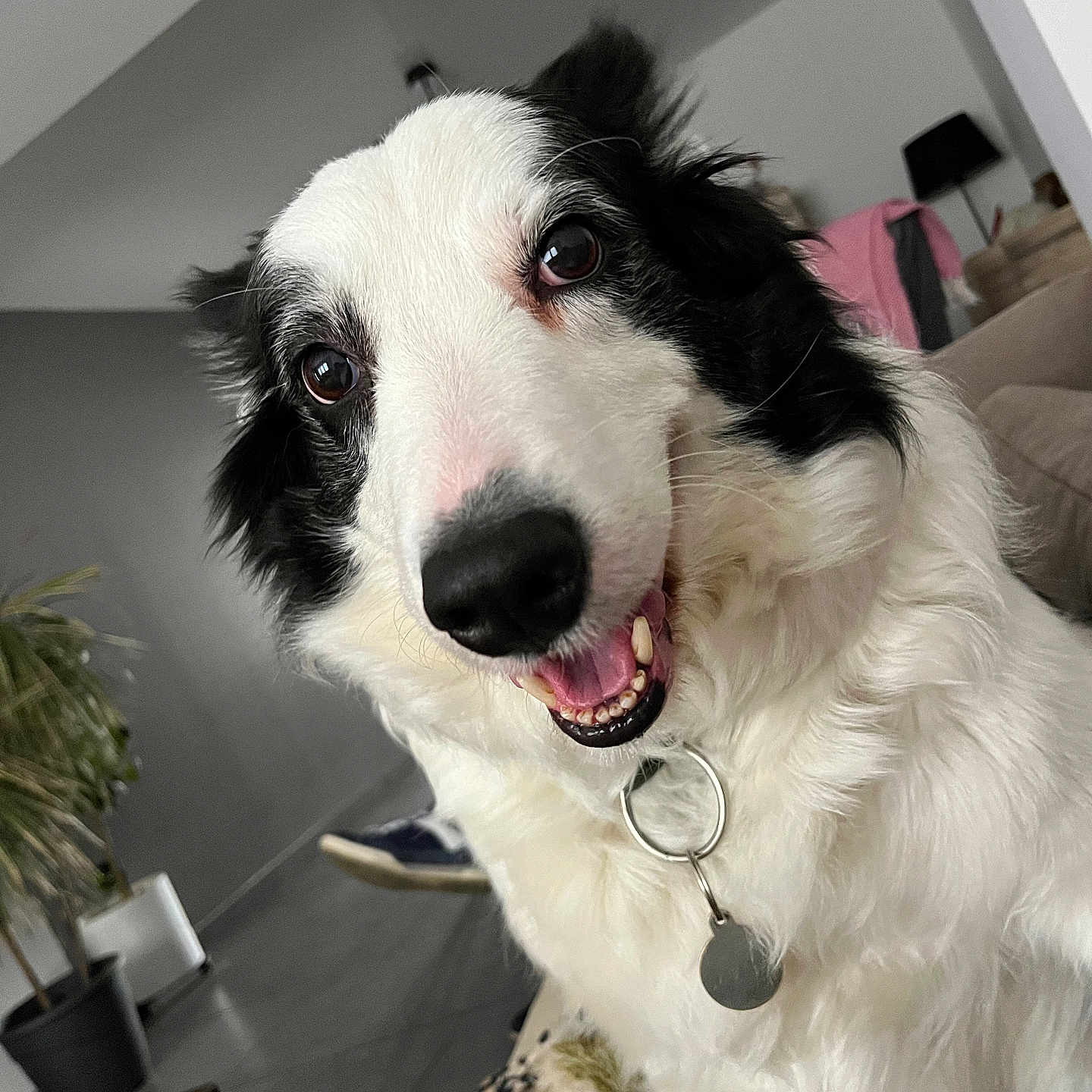 Maya
