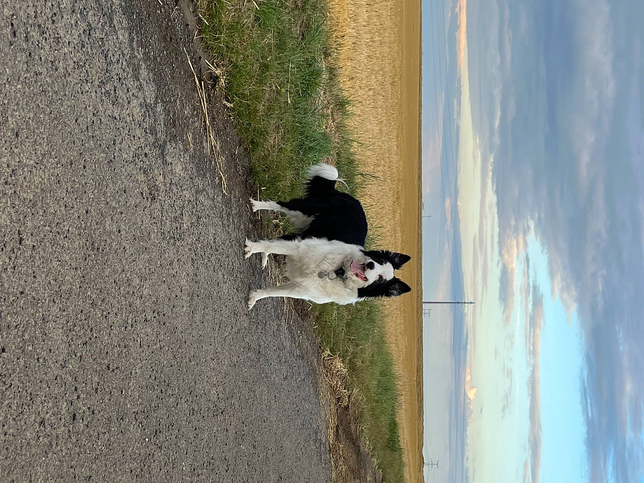 Maya participe au concours pour gagner de l'argent avec cette photo : asphalt, carnivore, cloud, concrete, dog, dog_breed, grass, landscape, plant, reflection, road_surface, shadow, sidewalk, sky, sporting_group, tints_and_shades, tree, water, window, wood