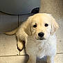 adorable, animal, companion, cute, dog, domestic_animal, face, floor, fluffy, fur, golden_retriever, indoor, looking_up, mammal, pet, puppy, sitting, small, tile, young