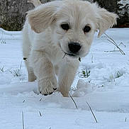 Andy participe au concours pour gagner de l'argent avec cette photo : adorable, animal, canine, cold, cute, dog, exploring, fur, grass, mammal, nature, outdoor, pet, playful, puppy, snow, walking, white, winter, young