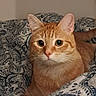 animal, bed, blanket, cat, comfort, cozy, curious, cute, domestic_animal, ears, eyes, fur, ginger_cat, indoor, lying_down, mammal, patterned_blanket, pet, resting, whiskers