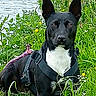 dog, black_and_white, harness, grass, wildflowers, yellow_flowers, white_flowers, outdoor, nature, water, greenery, pet, animal, canine, alert, sitting, leash, summer, park, scenic