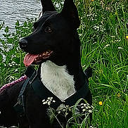 Kaya participe au concours pour gagner de l'argent avec cette photo : dog, black_and_white, outdoor, grass, wildflowers, water, river, nature, animal, pet, harness, tongue_out, ears_up, greenery, summer, daylight, canine, leash, closeup, portrait
