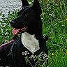 dog, black_and_white, outdoor, grass, wildflowers, water, river, nature, animal, pet, harness, tongue_out, ears_up, greenery, summer, daylight, canine, leash, closeup, portrait