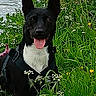 Kaya participe au concours pour gagner de l'argent avec cette photo : dog, black_dog, white_chest, harness, grass, wildflowers, greenery, nature, outdoors, tongue_out, happy, pet, animal, water, river, plants, summer, canine, muzzle, ears