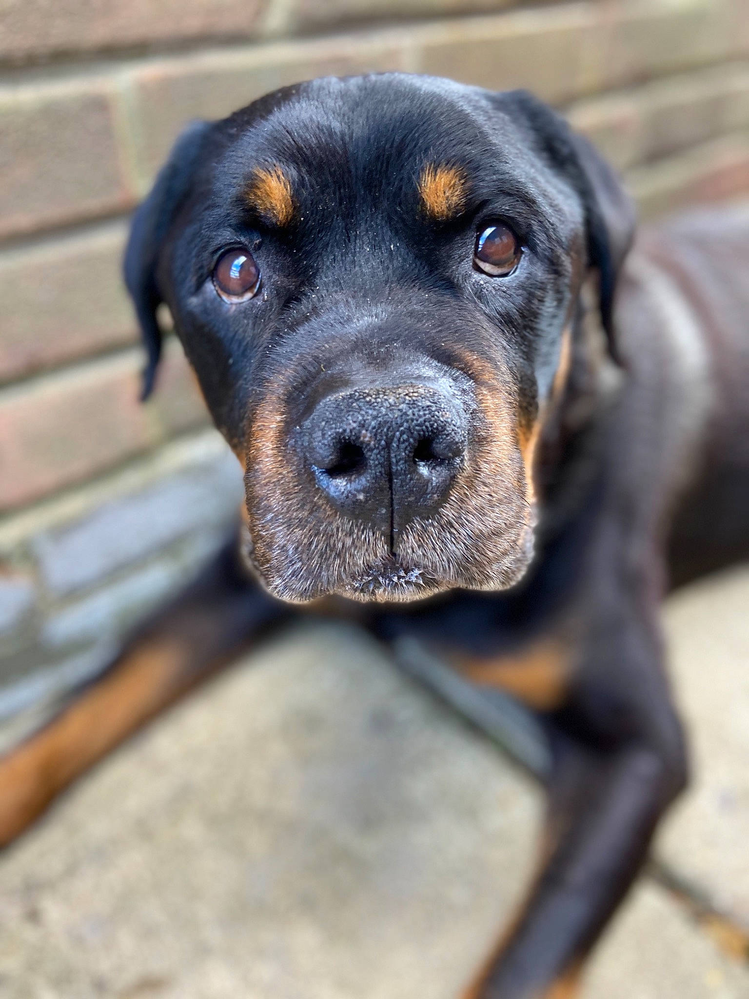 Henry is registered to the contest to win money with this photo: austrian_black_and_tan_hound, canidae, carnivore, companion_dog, dog, dog_breed, huntaway, hunting_dog, mammal, molosser, nose, polish_hunting_dog, puppy, rare_breed_dog, rottweiler, snout, sporting_group, vertebrate, whiskers, working_dog