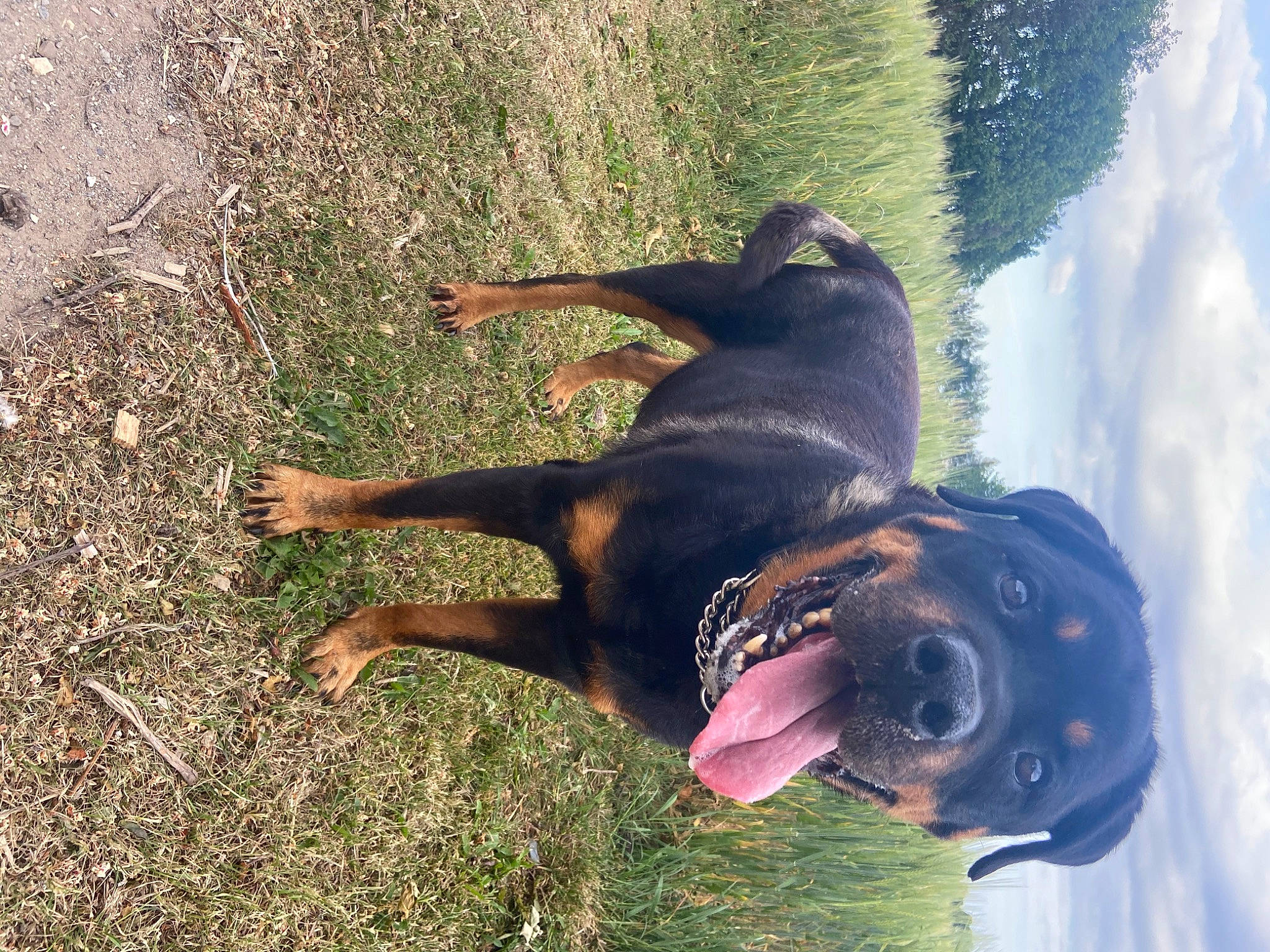 Henry is registered to the contest to win money with this photo: beauceron, canidae, carnivore, dobermann, dog, dog_breed, guard_dog, hunting_dog, jagdterrier, pinscher, rottweiler, sporting_group, working_dog