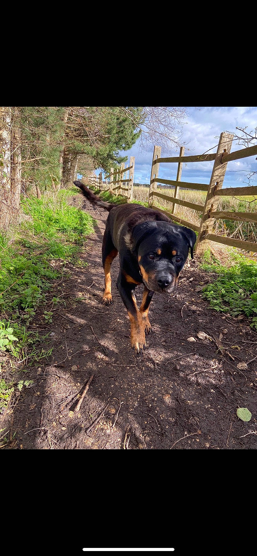 Henry joined the competition — help win amazing prizes! canidae, carnivore, dog, dog_breed, huntaway, hunting_dog, mammal, rare_breed_dog, rottweiler, snout, sporting_group, vertebrate