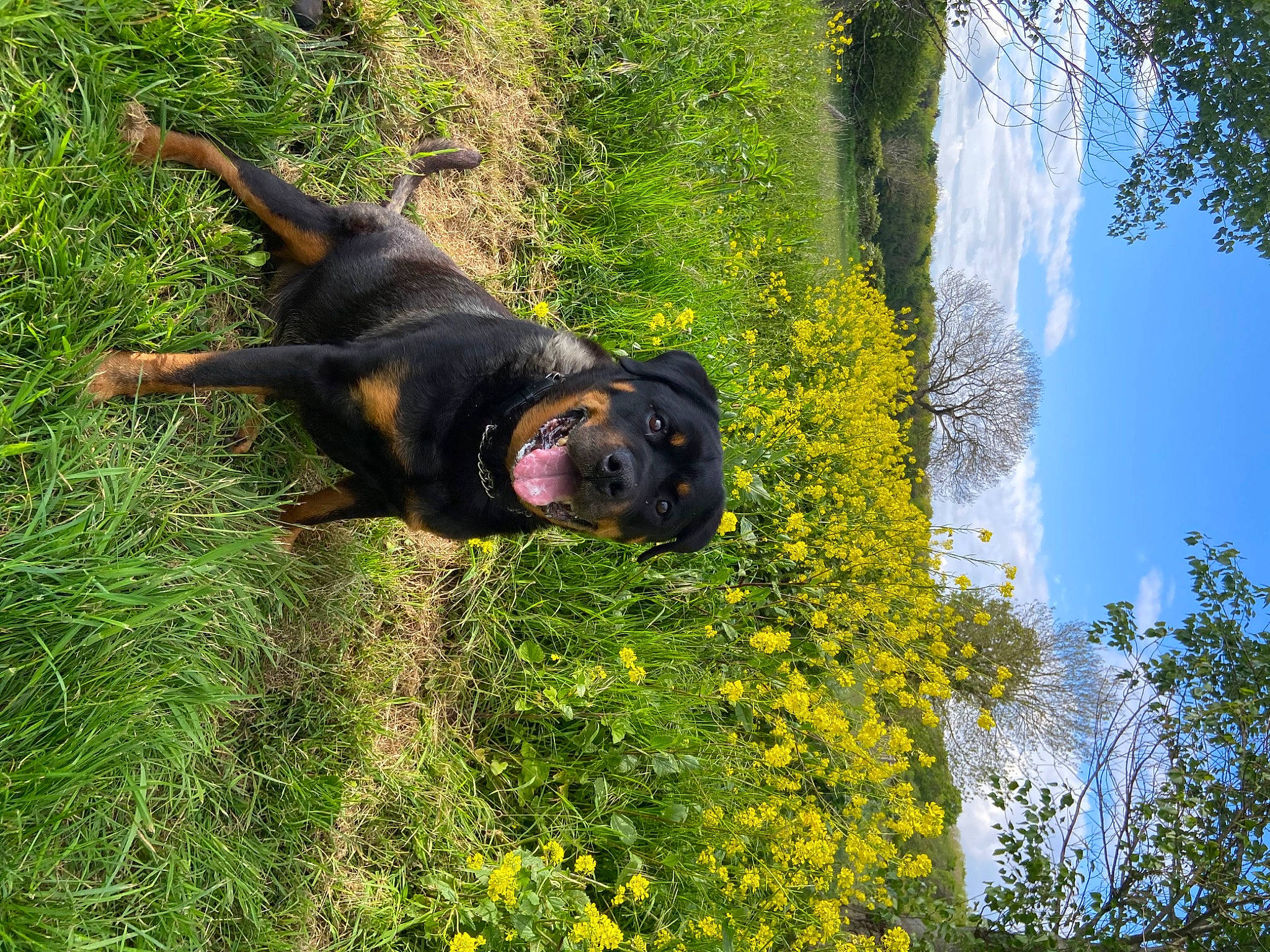 Henry joined the competition — help win amazing prizes! beauceron, canidae, carnivore, dog, dog_breed, flower, grass, hunting_dog, plant, rottweiler, sporting_group, spring, tree, wildflower, yellow