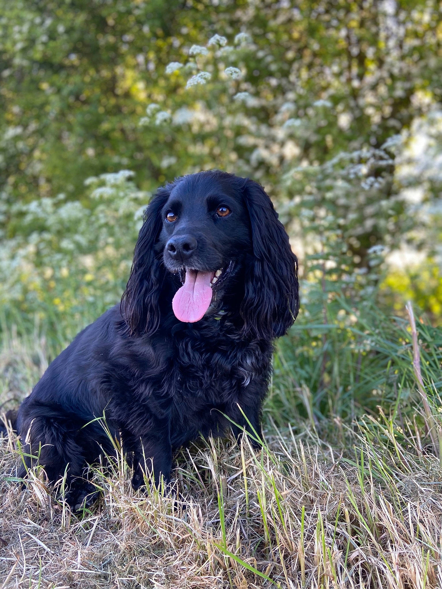 Dylan joined the competition — help win amazing prizes! blue_picardy_spaniel, boykin_spaniel, canidae, carnivore, cocker_spaniel, dog, dog_breed, english_cocker_spaniel, field_spaniel, flat_coated_retriever, german_spaniel, hunting_dog, mammal, picardy_spaniel, rare_breed_dog, russian_spaniel, spaniel, sporting_group, sussex_spaniel, vertebrate