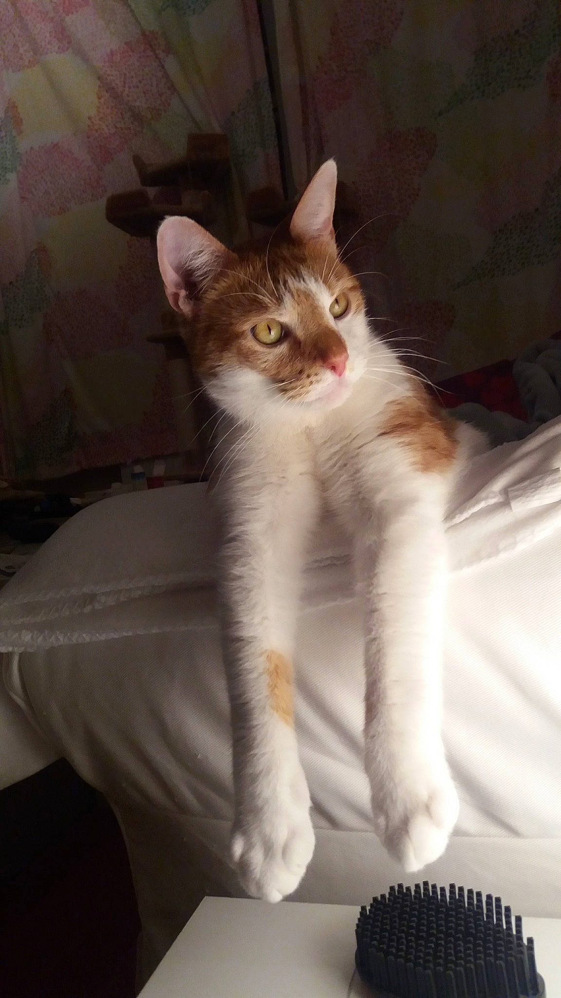 éros participe au concours pour gagner de l'argent avec cette photo : aegean_cat, american_wirehair, asian, carnivore, cat, domestic_short_haired_cat, european_shorthair, fawn, felidae, fur, kitten, leg, mammal, paw, polydactyl_cat, small_to_medium_sized_cats, tail, turkish_angora, turkish_van, whiskers