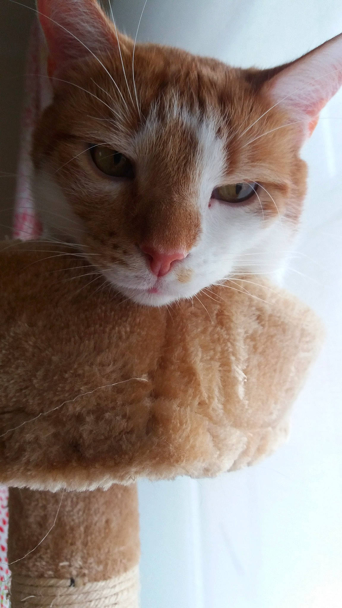 éros a rejoint le concours — aidez-le/la à gagner de superbes lots ! aegean_cat, arabian_mau, asian, carnivore, cat, domestic_short_haired_cat, european_shorthair, fawn, felidae, german_rex, kitten, mammal, ojos_azules, small_to_medium_sized_cats, snout, tabby_cat, whiskers