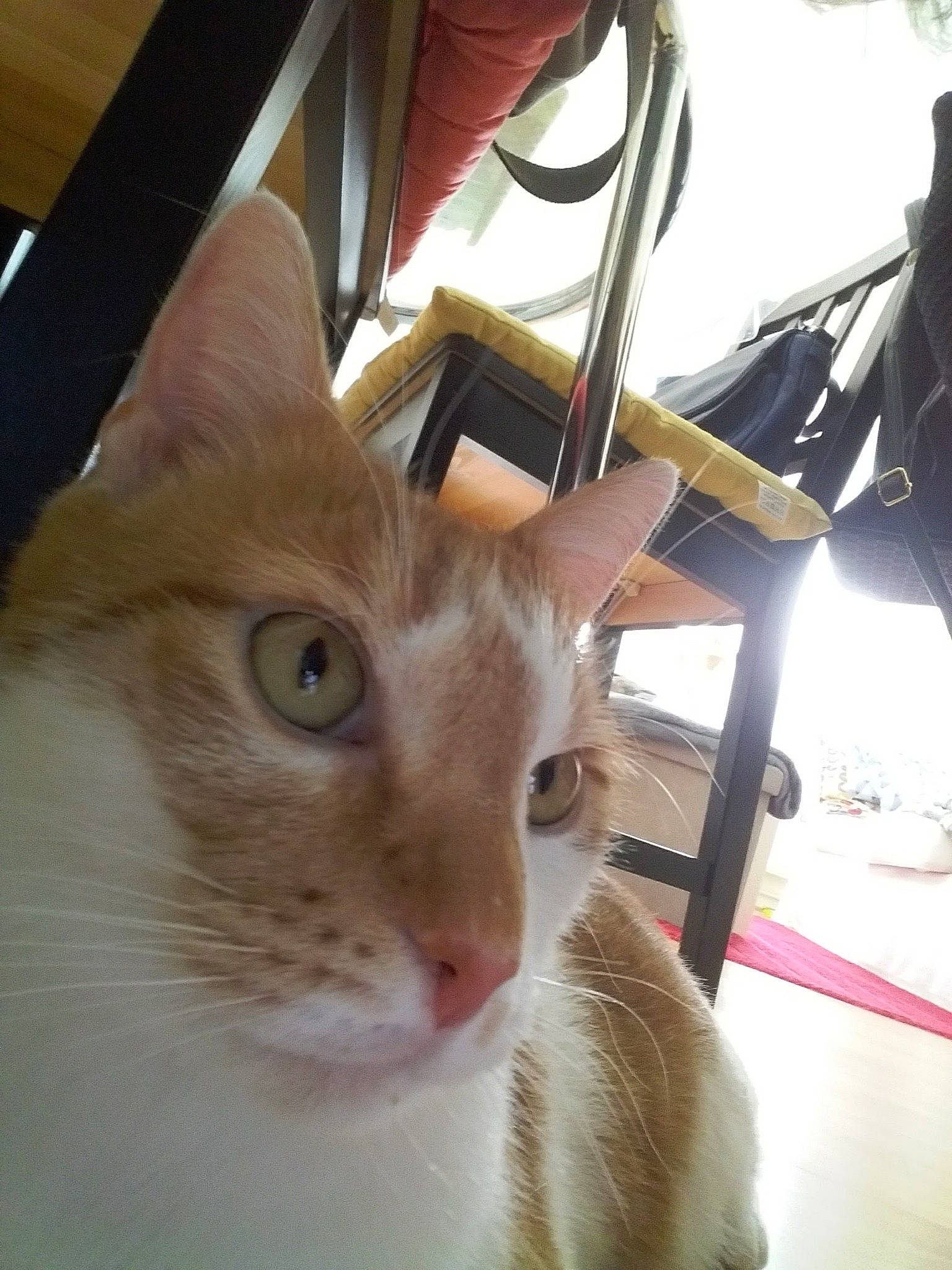 éros a rejoint le concours — aidez-le/la à gagner de superbes lots ! aegean_cat, asian, burmilla, carnivore, cat, domestic_short_haired_cat, fawn, felidae, fur, german_rex, javanese, kitten, mammal, singapura, small_to_medium_sized_cats, snout, whiskers